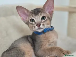 Abyssinian cats Gorgeous Tica Abyssinian Kittens - Advert 3