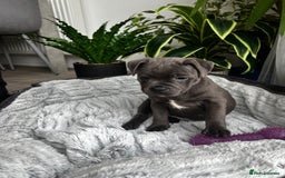 Staffordshire Bull Terrier dogs for sale: 🔷 Pharaon Champion Line Pups 🔷 in Wolverhampton - Image 16