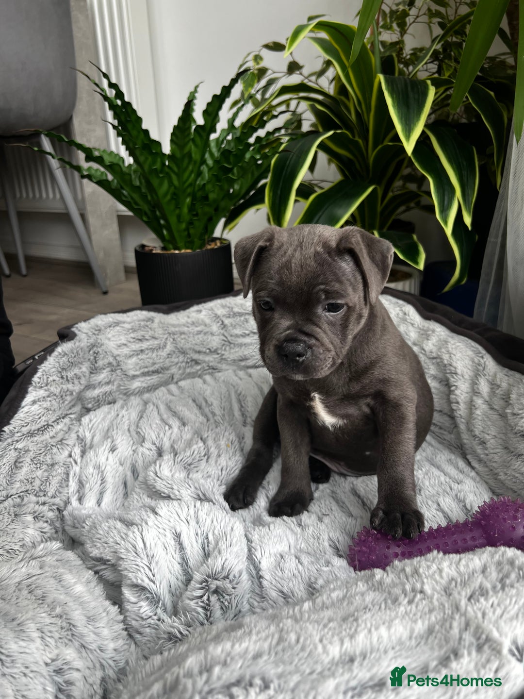 Staffordshire Bull Terrier dogs for sale: 🔷 Pharaon Champion Line Pups 🔷 in Wolverhampton - Image 16
