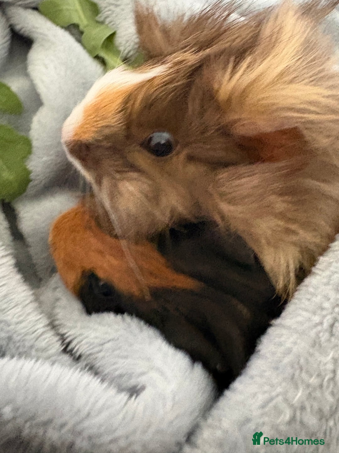 Guinea Pig rodents for sale: Two sweet female guinea pigs - Advert 2