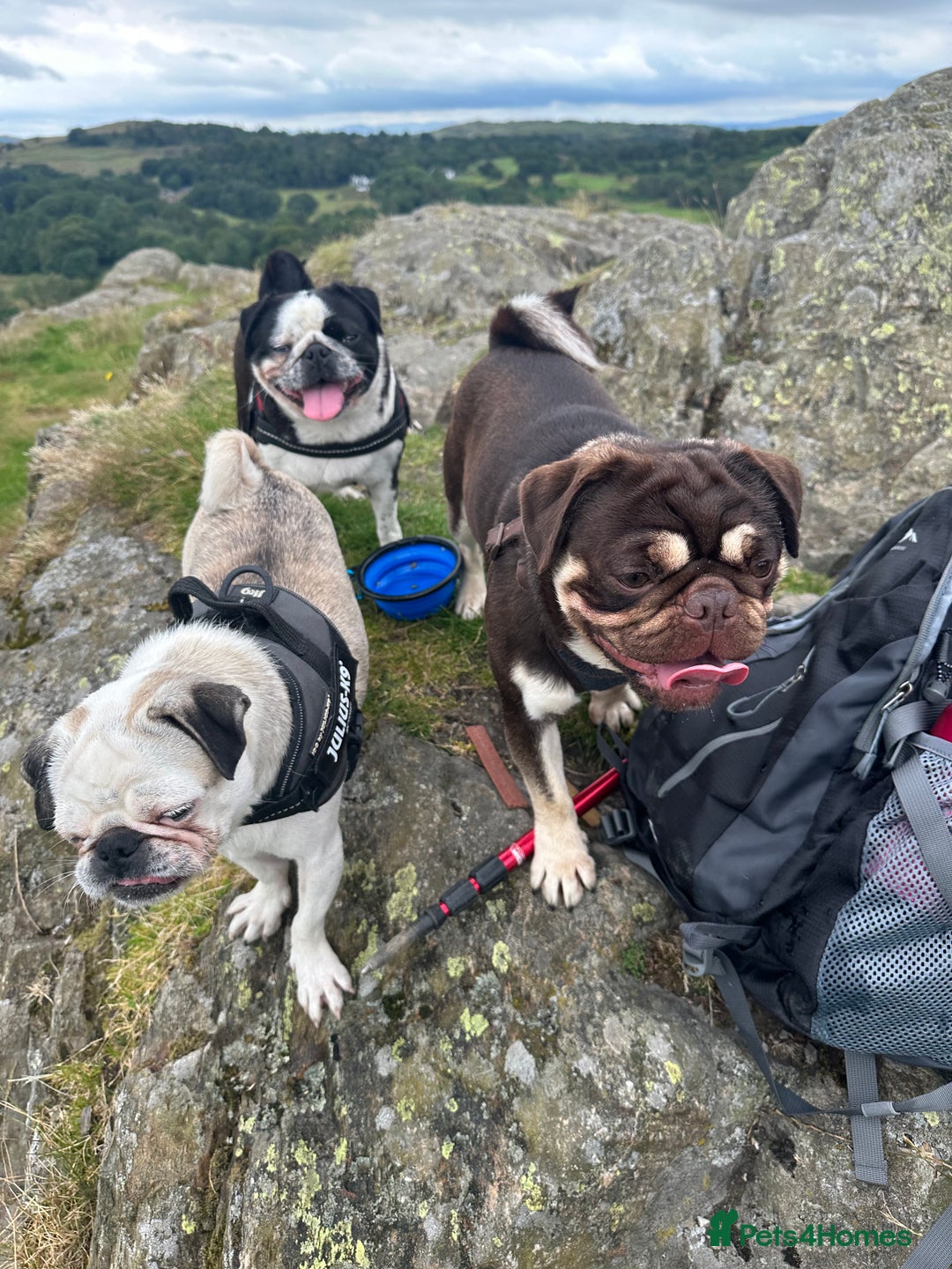 Pug dogs for sale: KC REGISTERED FEMALE PANDA PUG FOR SALE - Advert 4