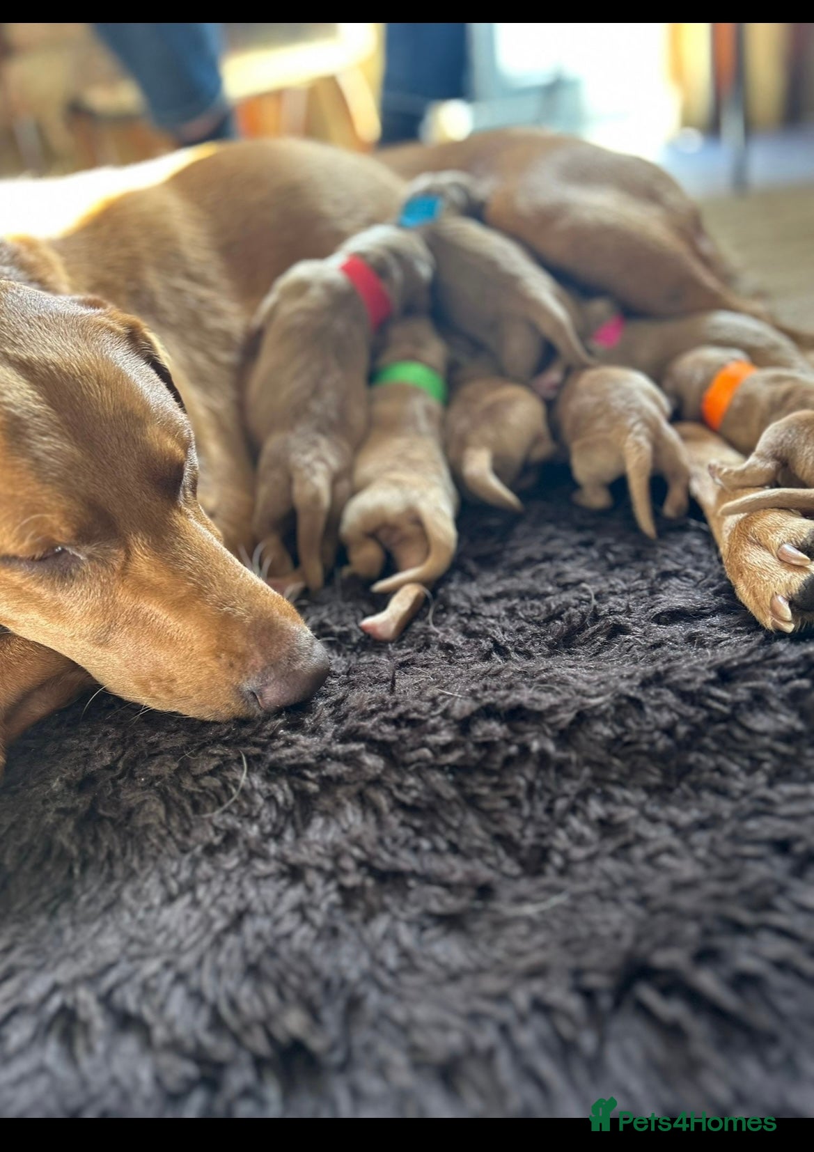 Labrador Retriever dogs Fox Red Labrador Puppies - Advert 17