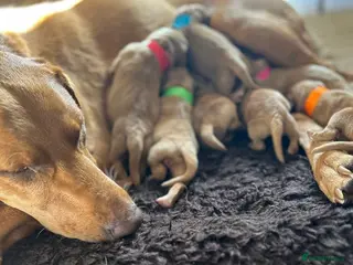 Labrador Retriever dogs Fox Red Labrador Puppies - Advert 17