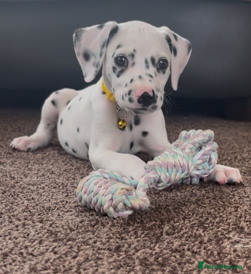 Dalmatian dogs Beautiful Dalmatian puppies ready to reserve  - Advert 1