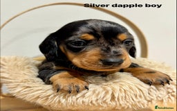 Miniature Dachshund dogs for sale: KC miniature dachshund pups - Advert 5