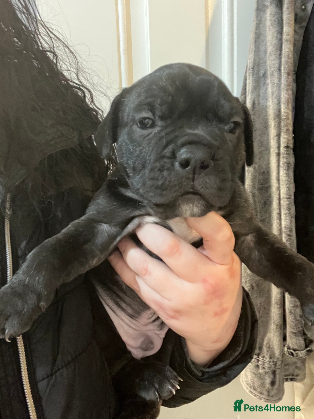 Mixed Breed dogs for sale: Staff x frenchie  - Advert 5