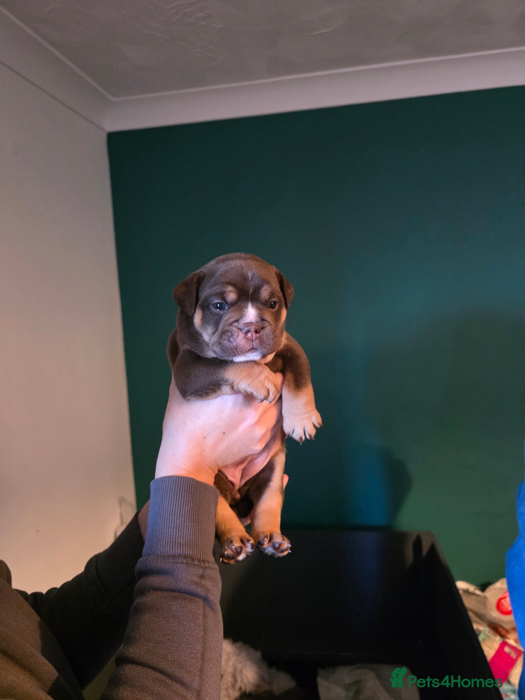 Olde English Bulldogge dogs for sale: Beautiful olde english Bulldogge pups  - Advert 16