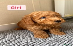 Cockapoo dogs for sale: 6 stunning cockapoo puppies  - Image 13