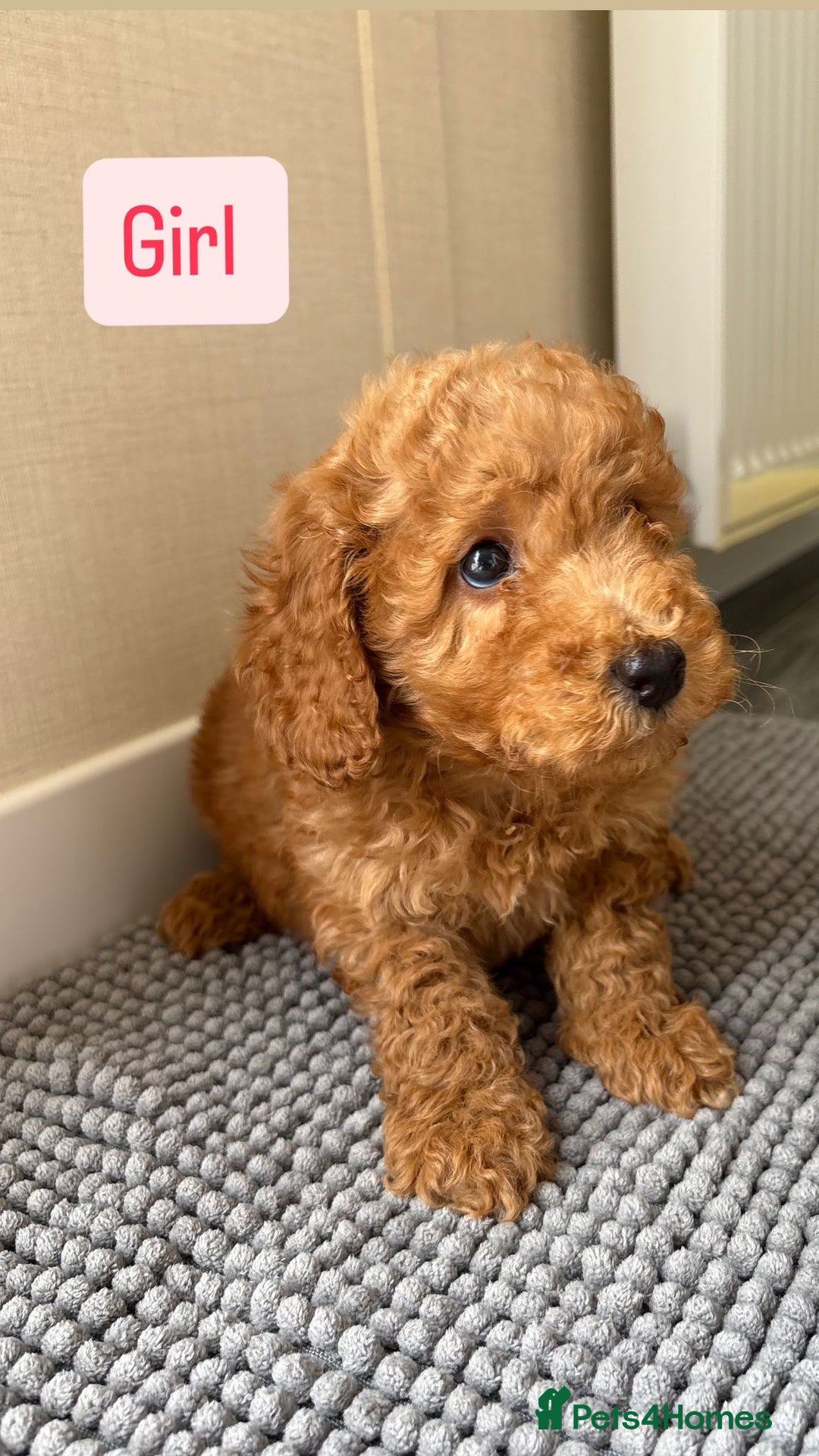 Cockapoo dogs for sale: 6 stunning cockapoo puppies  - Image 13