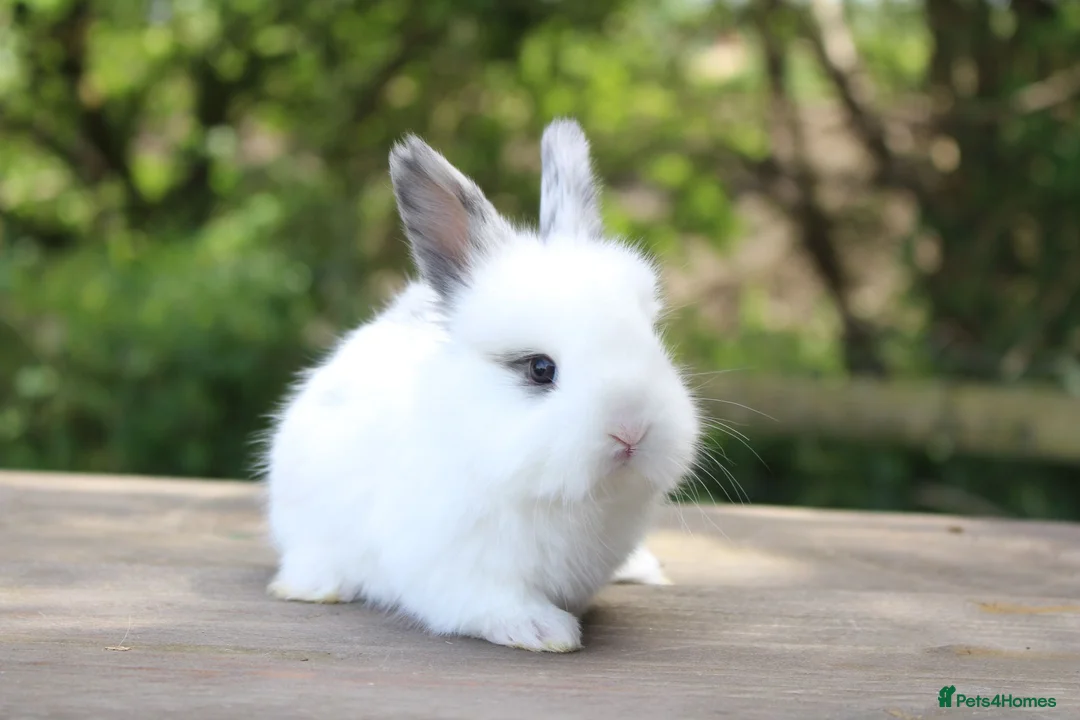 Angora rabbits for sale:     Beautiful Baby Angora Cross Rabbits - Advert 2
