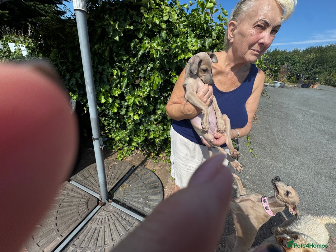 Italian Greyhound dogs for sale: Cooper beautiful silver grey very confident boy - Image 5