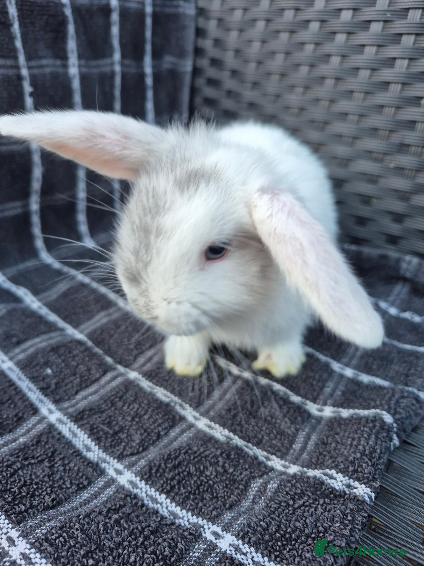Mini Lop rabbits 🩷💙 READY TODAY! Baby Pure-bred Mini Lop Rabbits - Advert 2