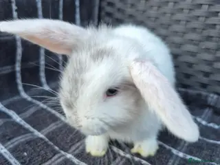 Mini Lop rabbits 💙LAST 2 💙 READY TODAY! Baby Pure-bred Mini Lops! - Advert 2