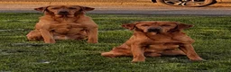 Labrador Retriever dogs for stud: FTCH SIRED KC DEEP FOX RED LABRADOR STUD - Advert 7