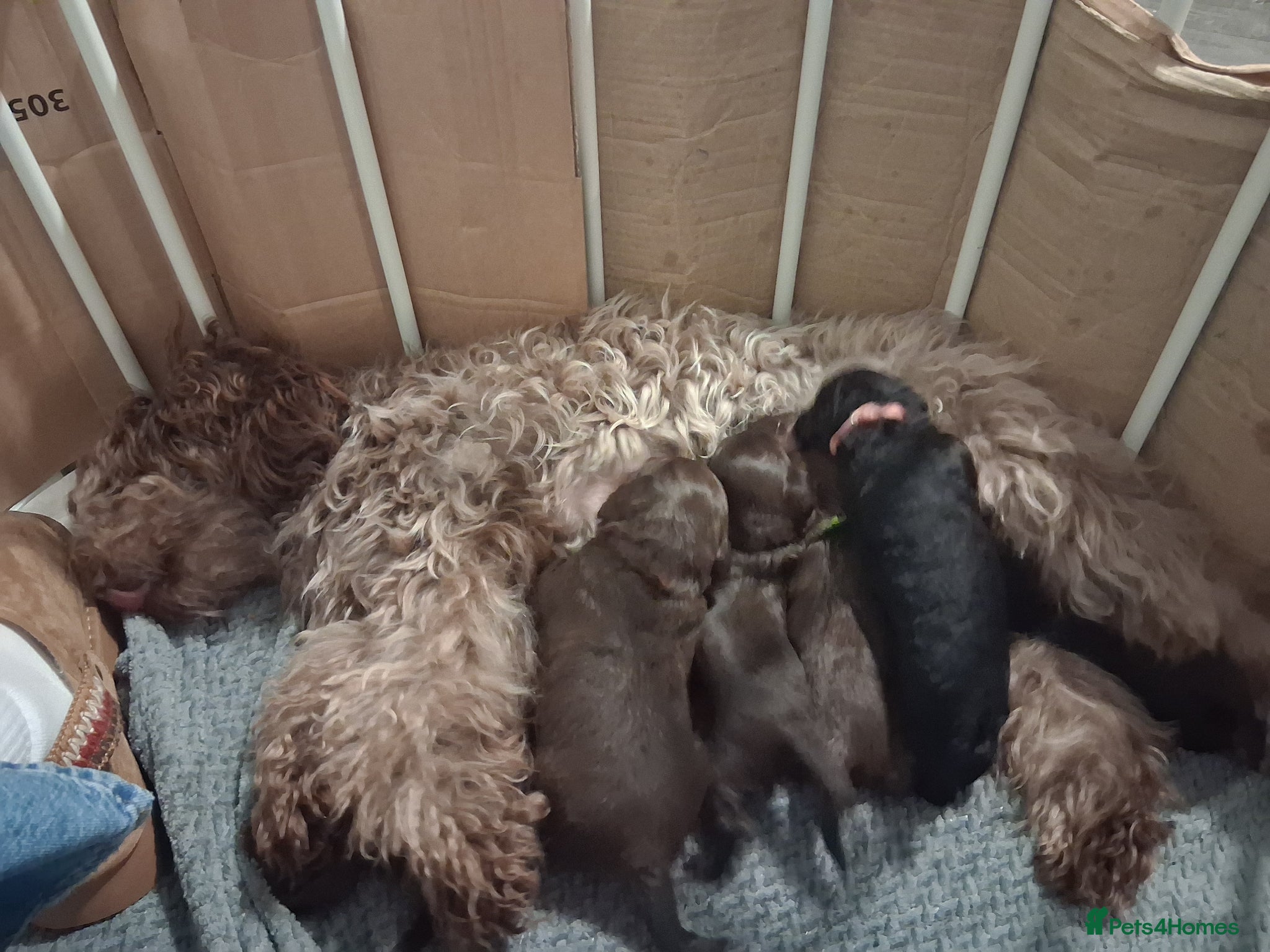 Cockapoo dogs Cockapoos available  - Advert 7