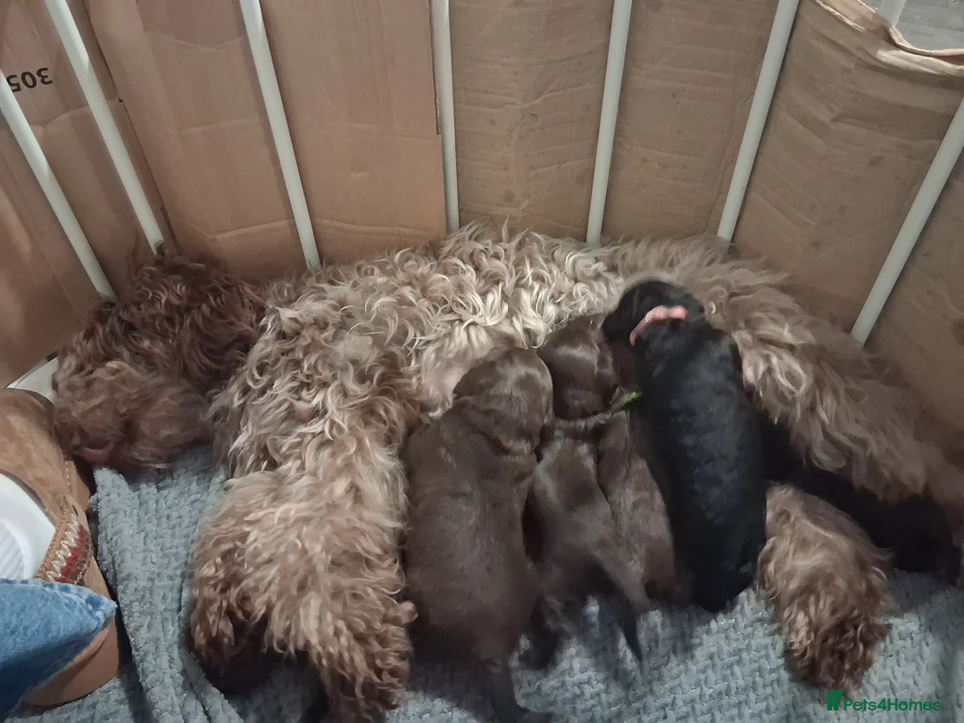 Cockapoo dogs for sale: Cockapoos available  in Wigan - Advert 2