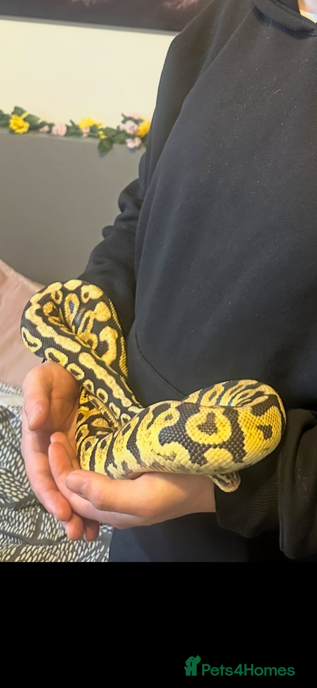 Boa Snake reptiles for sale: Male ball phyton - Advert 2