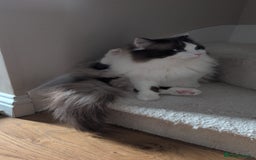 Ragdoll cats for sale: Ragdolls Kitten looking for sweet home - Advert 7