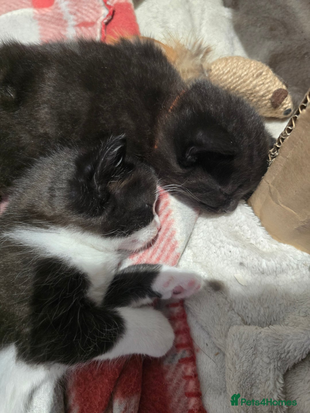 Domestic Shorthair cats for sale: 3 Adorable Kittens - Image 6