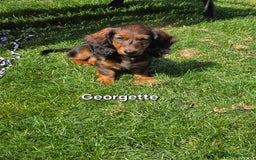 Dachshund dogs for sale: Red long-haired standard dachshund puppies - Image 22