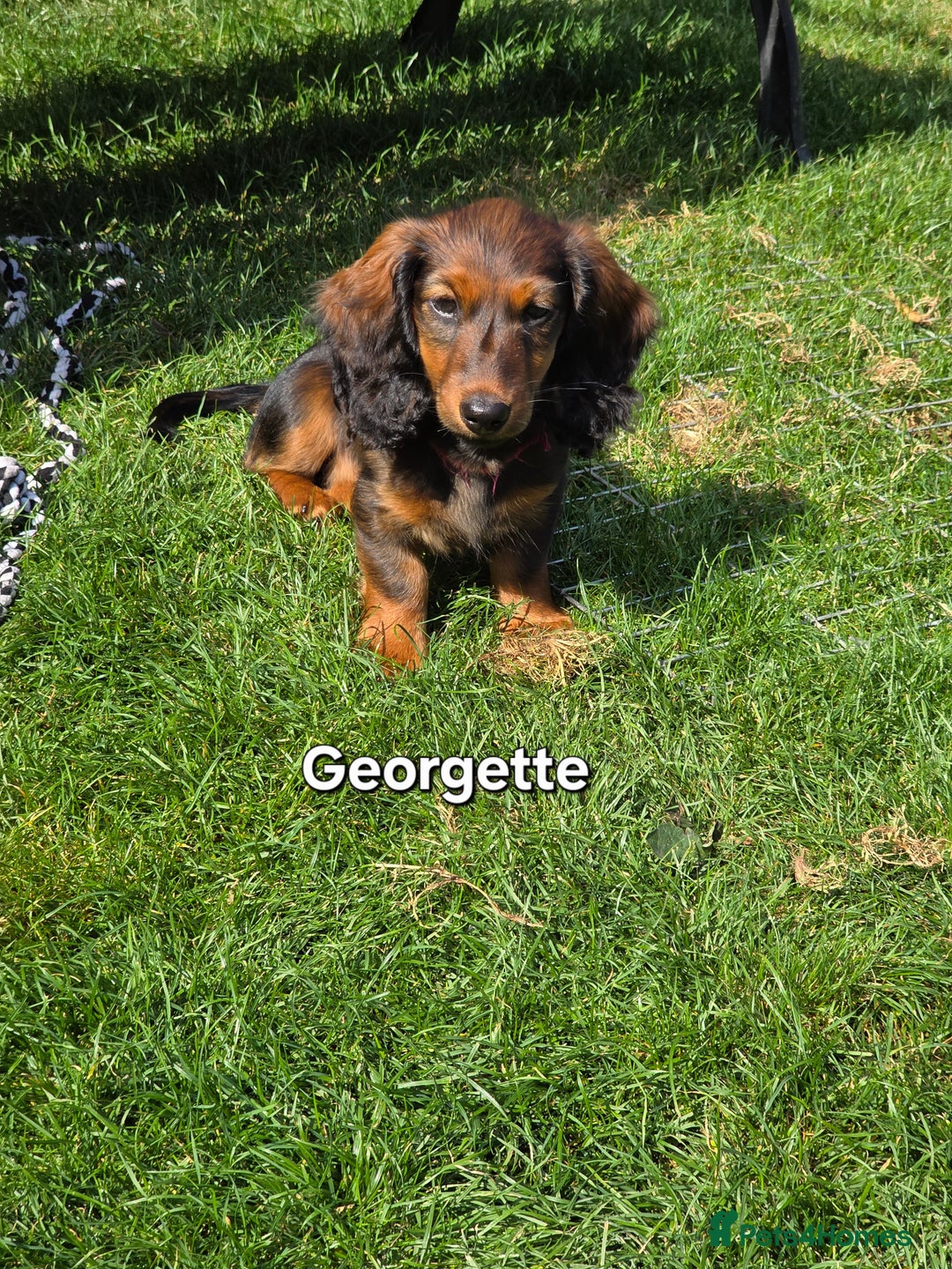 Dachshund dogs for sale: Red long-haired standard dachshund puppies - Image 22