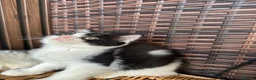 Mixed Breed cats for sale: 🐱 Beautiful Kittens – 2 Boys & 2 Girls 🐈‍⬛ in Hayes - Advert 13
