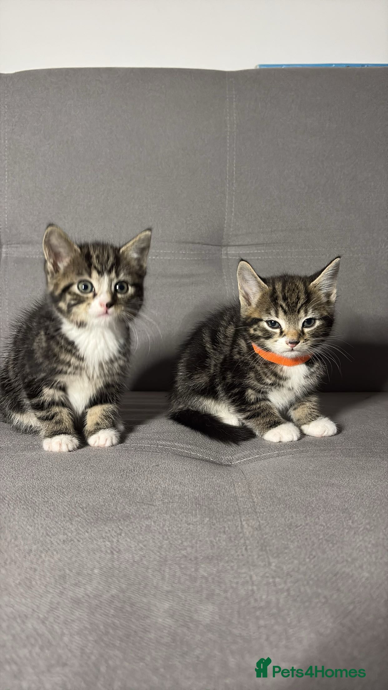 Mixed Breed cats X2 Beautiful Kittens - Ready to leave! - Advert 2