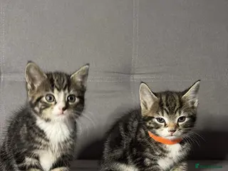 Mixed Breed cats X2 Beautiful Kittens - Ready to leave! - Advert 1