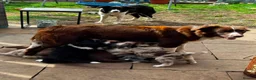 Border Collie dogs for sale: Beautiful Border Collie Puppies Available For Sale in Reading - Advert 19