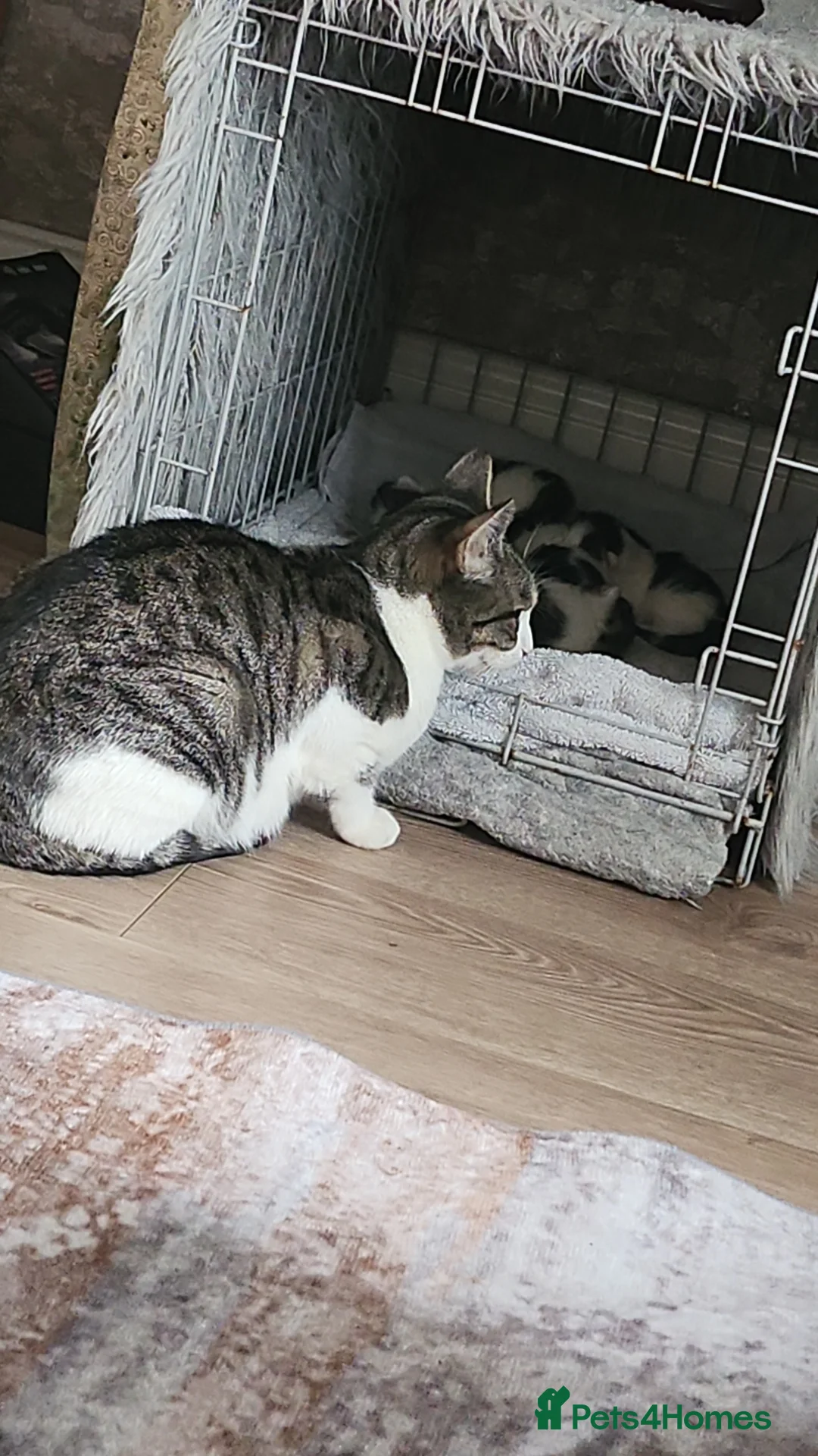 Mixed Breed cats for sale: 3 beautiful boys and 2 girl kittens  - Advert 7