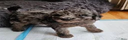 Maltipoo dogs for sale: Beautiful Maltipoos ready to go to loving homes - Advert 3