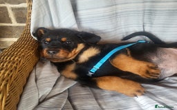 Rottweiler dogs for sale: Chunky Rottweiler Puppies  - Image 18