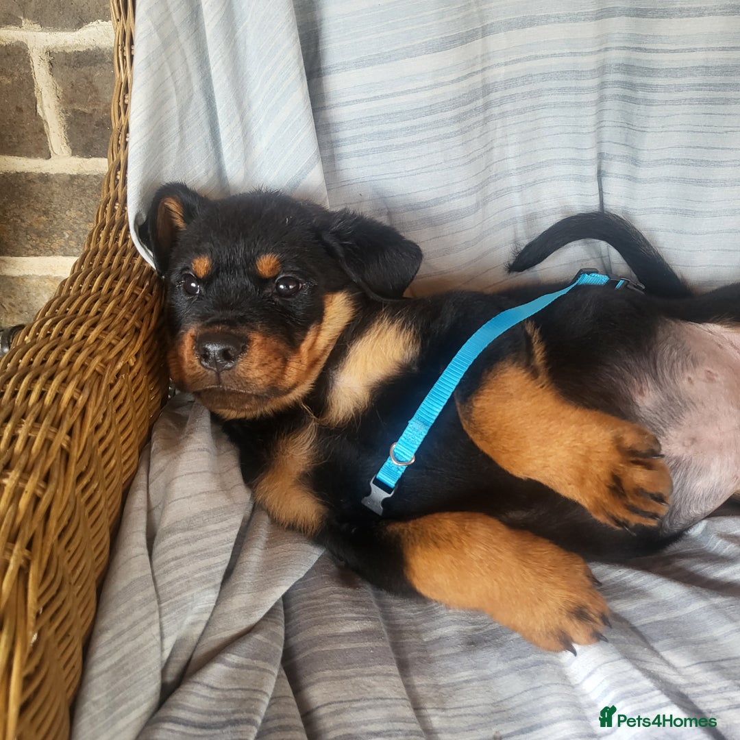 Rottweiler dogs for sale: Chunky Rottweiler Puppies  - Image 18