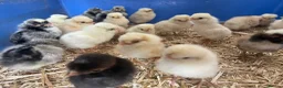 Chickens poultry for sale: Fertile polish / Poland chicken eggs - Advert 8