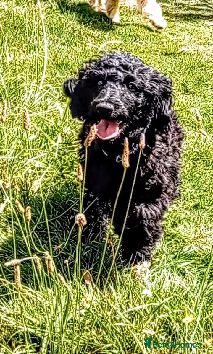 Mini Goldendoodle dogs Big REDUCTION Goldendoodles - Advert 1