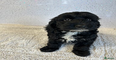 Cockapoo dogs - Advert 13