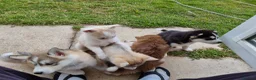 Siberian Husky dogs for sale: Husky puppies in Carlisle - Advert 5