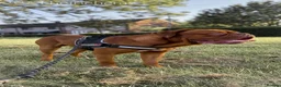 Dogue De Bordeaux dogs for stud: 🔥 ODIN — DOGUE DE BORDEAUX STUD 🔥 - Advert 7