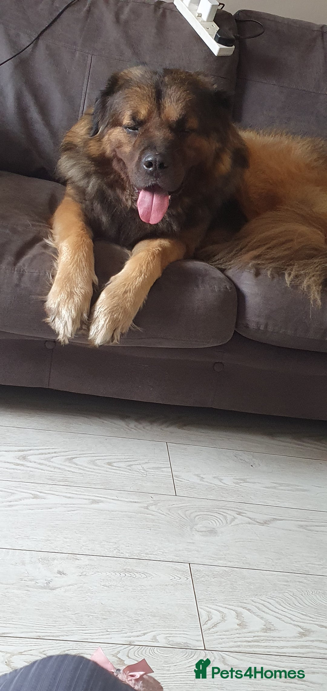 Caucasian Shepherd Dog dogs for sale: 5 year old male - Image 7