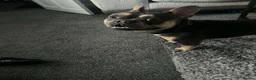 French Bulldog dogs for stud: Kc French bulldog stud  in Blackburn - Advert 2
