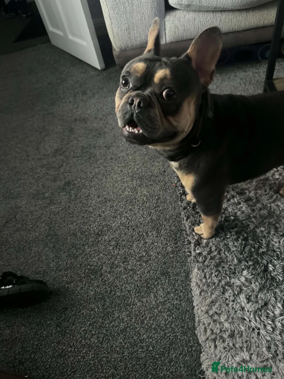 French Bulldog dogs for stud: Kc French bulldog stud  in Blackburn - Advert 2