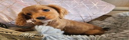 Cocker Spaniel dogs for sale: Stunning mix of working type cocker spaniels  - Advert 5