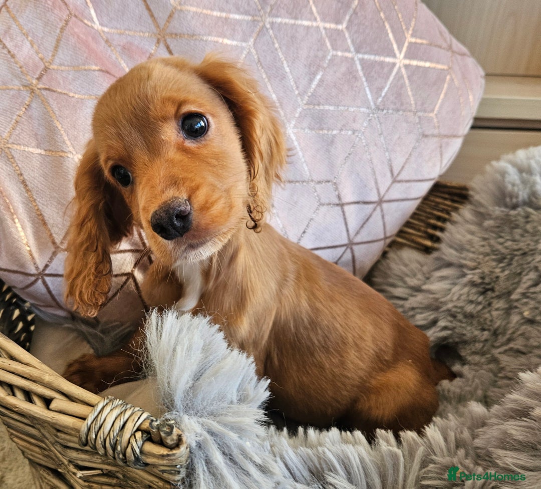 Cocker Spaniel dogs for sale: Stunning mix of working type cocker spaniels  - Advert 5
