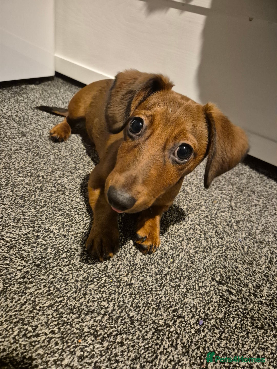 Mixed Breed dogs for sale: Jack Russell/ daushound  - Advert 1