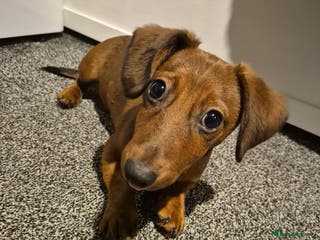 Mixed Breed dogs Jack Russell/ daushound - Advert 1