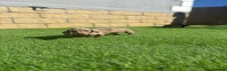 Miniature Dachshund dogs for sale: true tiny dachshunds! - Advert 26