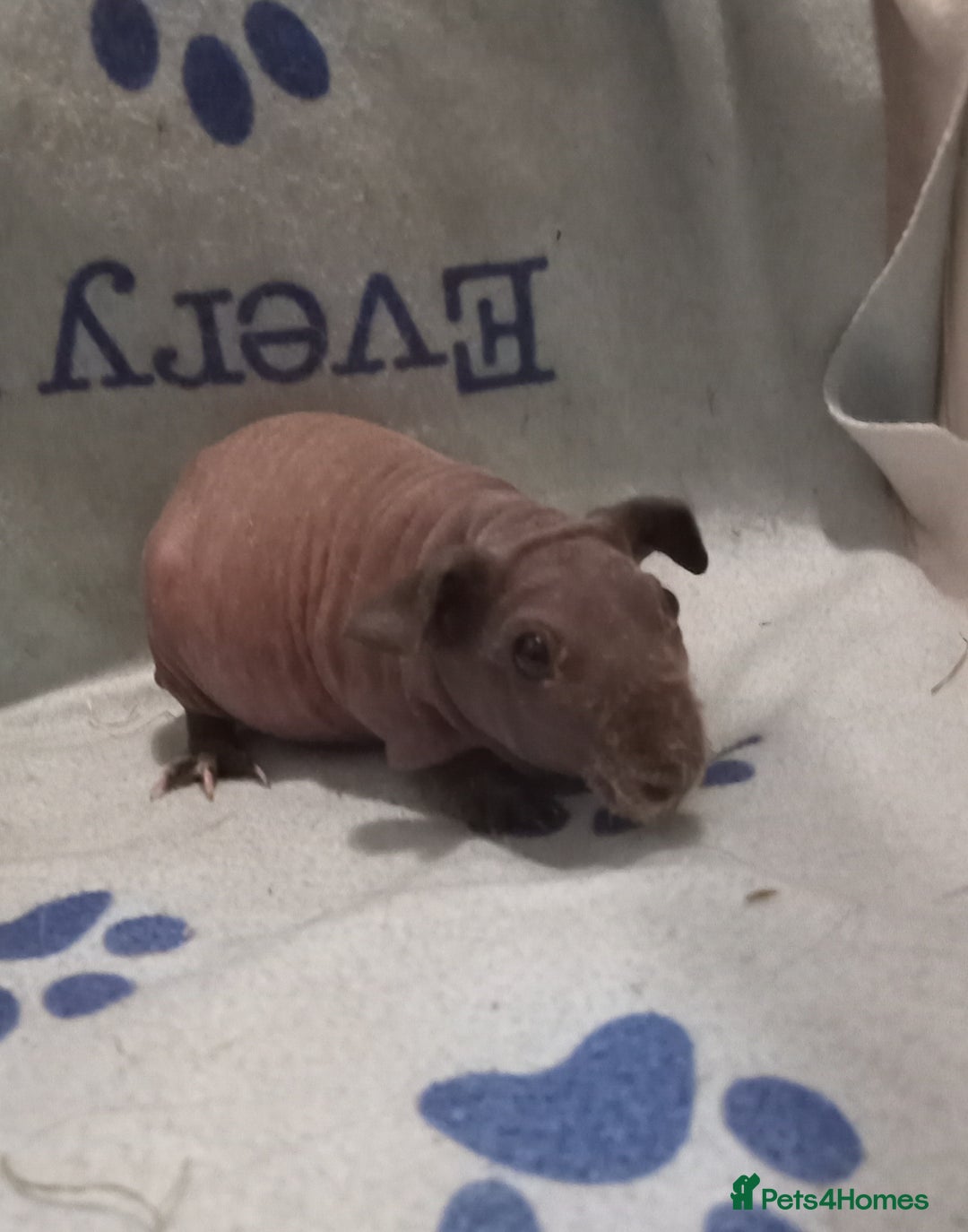 Guinea Pig rodents for sale: Skinnys - Werewolfs & Lakelands (Skinny Carriers - Image 4