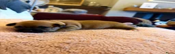 Chihuahua dogs for sale: Puppy chihuahuas  - Advert 39