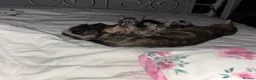 Domestic Shorthair cats for sale: Kittens - Advert 4