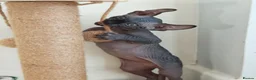 Sphynx cats for sale: Sphynx elf kittens for sale. Rare Calico girls.  - Advert 9